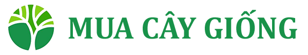 Mua Bán Cây Giống Giá Rẻ